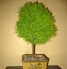 de îngrijire la domiciliu Cypress