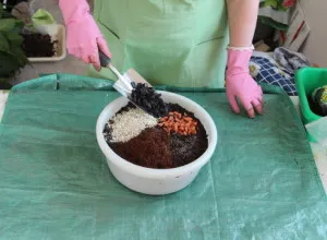 Cypress de îngrijire la domiciliu, de propagare și de transplantare subtilități, boli și dăunători (foto)