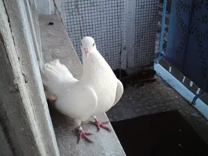 Ce porumbel stă pe pervazul ferestrei (semn)