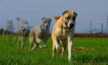 De ce vis de un câine, visul de interpretare de vis câine sensul