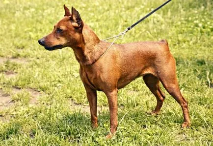 Miniature Pinscher fotografie, pret, descriere rasa, caracter, video - watchdog meu