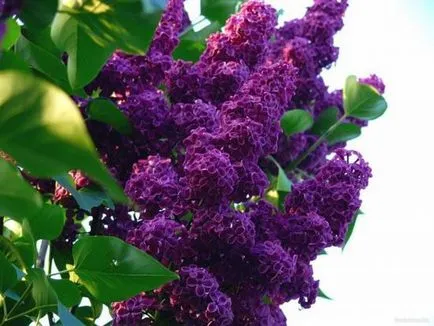 soiuri pitice de arbuști de liliac