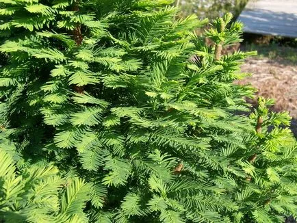 Cypress acasă cum să aibă grijă (chiparos acasă necesar) Cypress acasă cum să aibă grijă