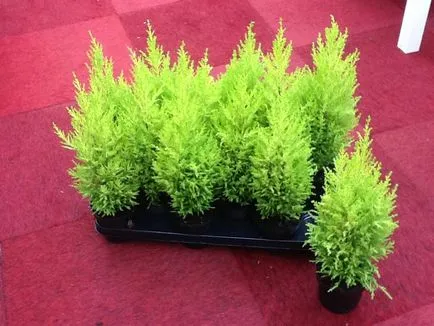 Cypress acasă cum să aibă grijă (chiparos acest caz) Cypress acasă cum să aibă grijă