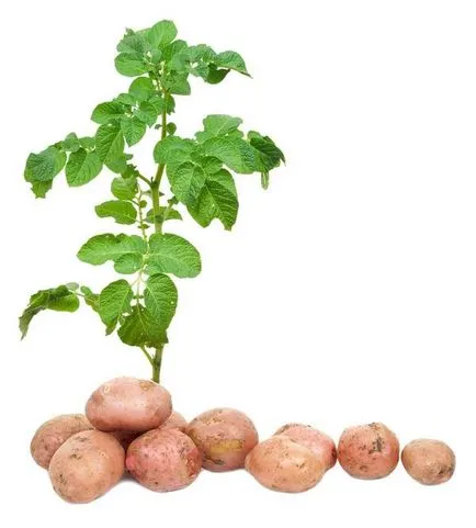 Cartofii sunt secretele unei recolte bune (recolta) Cartofii sunt secretele unei recolte bune