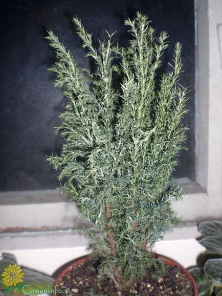 Cypress acasă cum să aibă grijă (acasă) Cypress acasă cum să aibă grijă
