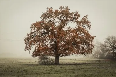 Femeie caracteristică Iepure „Pisică” - Berbec