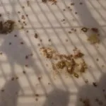 Coccidioza la puii de găină caracteristici, simptome și cauze, și tratamentul foto