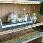 Colivii pentru pui cu mâinile lor Sfaturi pentru fabricarea, dimensiunile și desenele de fabricație () Colivii pentru pui cu mâinile lor Sfaturi pentru fabricarea, dimensiuni și desene