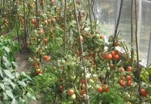 Când ardeii plante și tomate în seră poate fi dizolvat într-o instalație de seră, tomate și vinete (când ardeii plante și tomate în seră) Când ardeii plante și tomate în seră poate fi dizolvat într-o, tomate și vinete de plante cu efect de seră