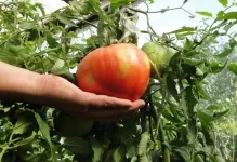 Când ardeii plante și tomate în seră poate fi dizolvat într-o seră, tomate și vinete de plante (seră) Când ardeii plante și tomate în seră poate fi dizolvat într-o, tomate și vinete de plante cu efect de seră