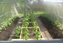 Când ardeii plante și tomate în seră poate fi dizolvat într-o instalație de seră, tomate și vinete (când ardeii plante și tomate în seră) Când ardeii plante și tomate în seră poate fi dizolvat într-o, tomate și vinete de plante cu efect de seră