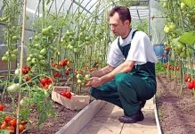 Când ardeii plante și tomate în seră poate fi dizolvat într-o seră, tomate și vinete de plante (seră) Când ardeii plante și tomate în seră poate fi dizolvat într-o, tomate și vinete de plante cu efect de seră