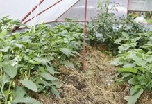 Când ardeii plante și tomate în seră poate fi dizolvat într-o seră, tomate și vinete plantă (plante) Când ardeii plante și tomate în seră poate fi dizolvat într-o, tomate și vinete de plante cu efect de seră