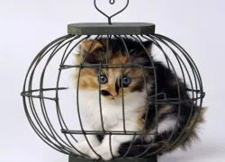 Cage pentru pisici