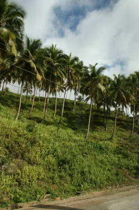 Nucă de cocos copac - copac asiatic de viață (copac) nucă de cocos copac - copac din Asia de viață