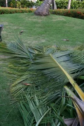 Nucă de cocos copac - copac din Asia de viață (de palmier) nucă de cocos copac - copac din Asia de viață