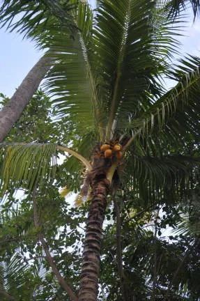 Nucă de cocos copac - copac din Asia de viață (viață) nucă de cocos copac - copac din Asia de viață