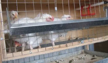 Colivii pentru pui cu propriile lor mâini - rapid, ieftin și convenabil (lor) Colivii pentru pui cu propriile lor mâini - rapid, ieftin și convenabil