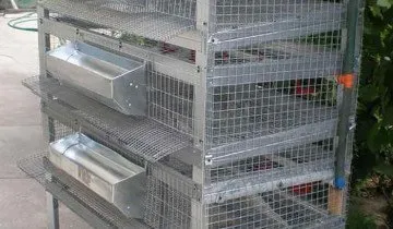 Colivii pentru pui cu mâinile lor - rapide, ieftine și confortabile (confortabil) Colivii pentru pui cu propriile lor mâini - rapid, ieftin și convenabil