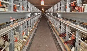 Colivii pentru pui cu propriile lor mâini - rapid, ieftin și convenabil (celule) Colivii pentru pui cu propriile lor mâini - rapid, ieftin și convenabil