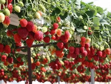 Căpșunile pe tot parcursul anului, în tehnicile de seră și a tehnologiei de origine video și agricole de fructe de creștere (cu efect de seră) Căpșunile pe tot parcursul anului, în tehnicile agricole cu efect de seră și video acasă și tehnologia de cultivare boabe