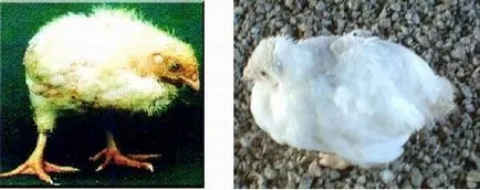 Coccidioza la puii de găină caracteristici, simptome și cauze, și tratamentul foto