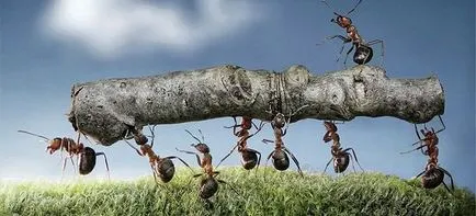Economia de comandă - diferența dintre economia de piață de la o comandă (comandă) Economia de comandă - diferența dintre economia de piață dintr-o comandă