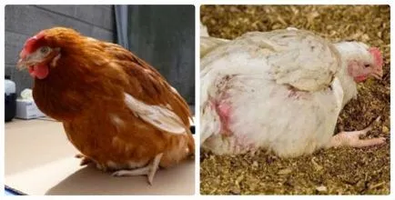Coccidiozei la pui metode de tratament și de prevenire