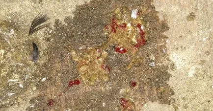 Coccidioza la pui și puii lor simptomele și tratamentul (inclusiv boli parazitare ale păsărilor de curte) Coccidiozei la puii de găină și puii lor simptome și tratament