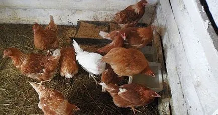 Coccidioza la puii de găină caracteristici, simptome și cauze, și tratamentul foto