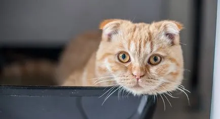 Când Scottish fold castrat pisica 1 (urecheat) Cand pisica Scottish ori sterilizați 1