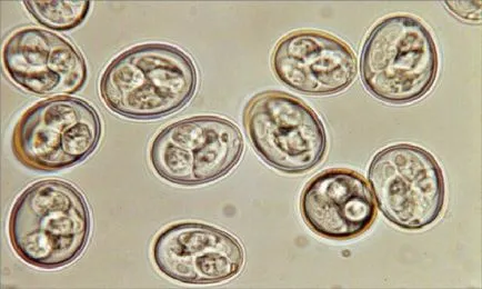 Coccidiozei la puii de găină și alte păsări - simptome, tratament și prevenție (păsări) Coccidiozei la puii de găină și alte păsări - simptome, tratament si prevenire