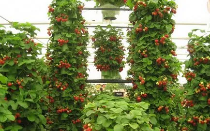 Căpșunile pe tot parcursul anului, în tehnicile de seră și a tehnologiei de origine video și agricole de fructe de creștere (acasă) Căpșunile pe tot parcursul anului, în tehnicile agricole cu efect de seră și video acasă și tehnologia de cultivare boabe