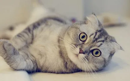 Poreclele pentru pisici Fold și nume câini scoțian (Scoția) Poreclele pentru pisicile Scottish Fold și numele câini