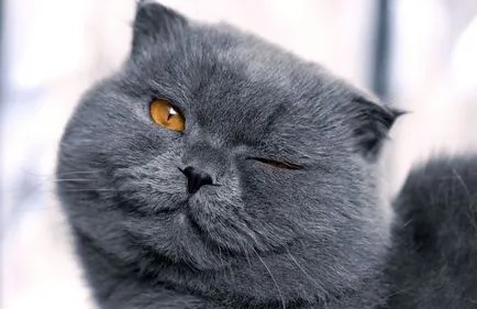 Poreclele pentru pisici Fold și nume câini scoțian (ori) Poreclele pentru pisicile Scottish Fold și numele câini