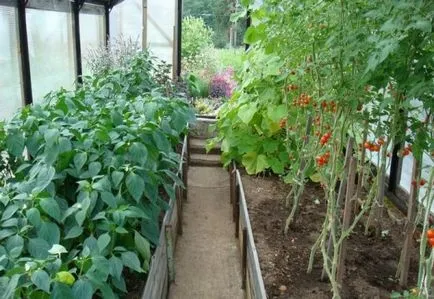 Când ardeii plante și tomate în seră poate fi dizolvat într-o instalație de seră, tomate și vinete (când ardeii plante și tomate în seră) Când ardeii plante și tomate în seră poate fi dizolvat într-o, tomate și vinete de plante cu efect de seră