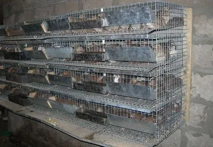 Colivii pentru găini și pui broiler desene, fotografii, cum să facă propriile lor mâini (desene) Colivii pentru găini și pui broiler desene, fotografii, cum să facă propriile lor mâini