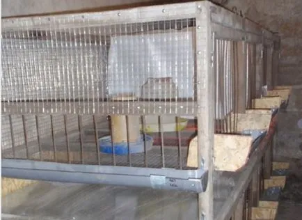 Colivii pentru pui cu ghid mâinile lor, fotografii, clipuri video și desene