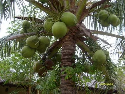Nucă de cocos copac - copac din Asia de viață (viață) nucă de cocos copac - copac din Asia de viață