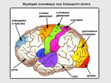Când paralizie apare la accident vascular cerebral stânga (stânga) Atunci când un accident vascular cerebral paralizie stânga