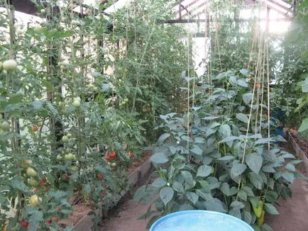 Când ardeii plante și tomate în seră poate fi dizolvat într-o instalație de seră, tomate și vinete (când ardeii plante și tomate în seră) Când ardeii plante și tomate în seră poate fi dizolvat într-o, tomate și vinete de plante cu efect de seră