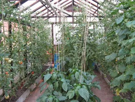 Când ardeii plante și tomate în seră un tomate poate fi într-o plantă în vinete sera, aterizare (plante) Când ardeii plante și tomate în seră un tomate poate fi într-o plantă, în vinete seră, aterizare