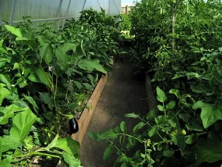 Când ardeii plante și tomate în seră un tomate poate fi într-o plantă în vinete sera, aterizare (plante) Când ardeii plante și tomate în seră un tomate poate fi într-o plantă, în vinete seră, aterizare