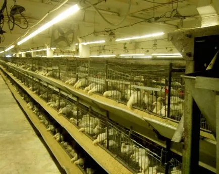 Colivii pentru pui cu mâinile lor Sfaturi pentru fabricarea, dimensiunile și desenele de fabricație () Colivii pentru pui cu mâinile lor Sfaturi pentru fabricarea, dimensiuni și desene