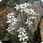 călătorie cal