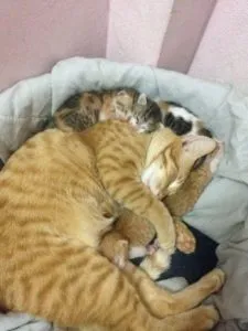 naștere partener felin