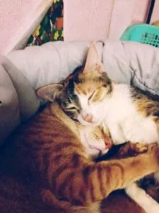 naștere partener felin