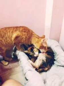 naștere partener felin