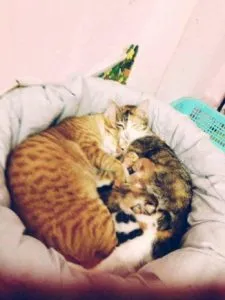 naștere partener felin